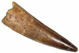 Fossil Spinosaurus Tooth - Real Dinosaur Tooth #373901-1